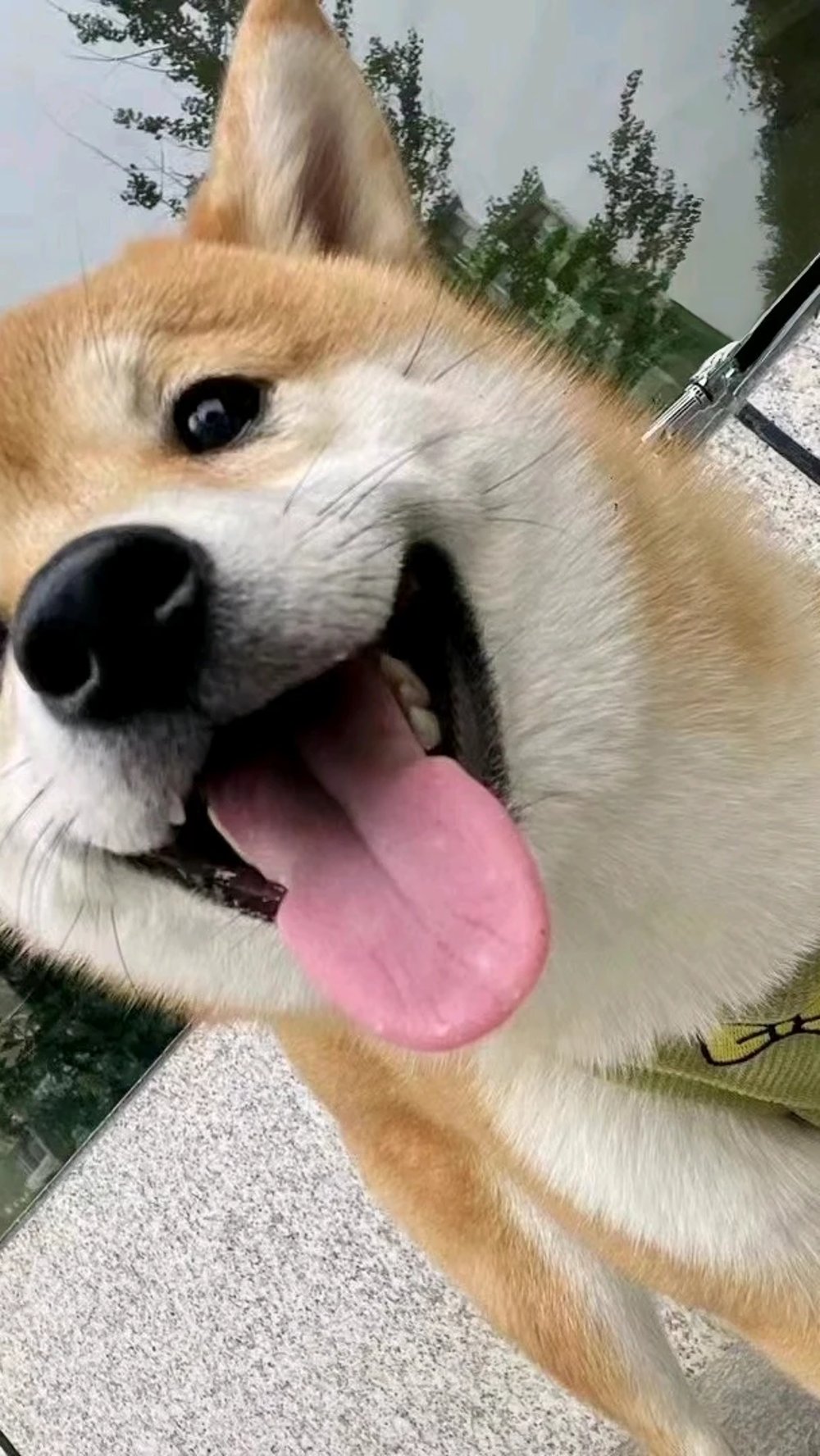 小小